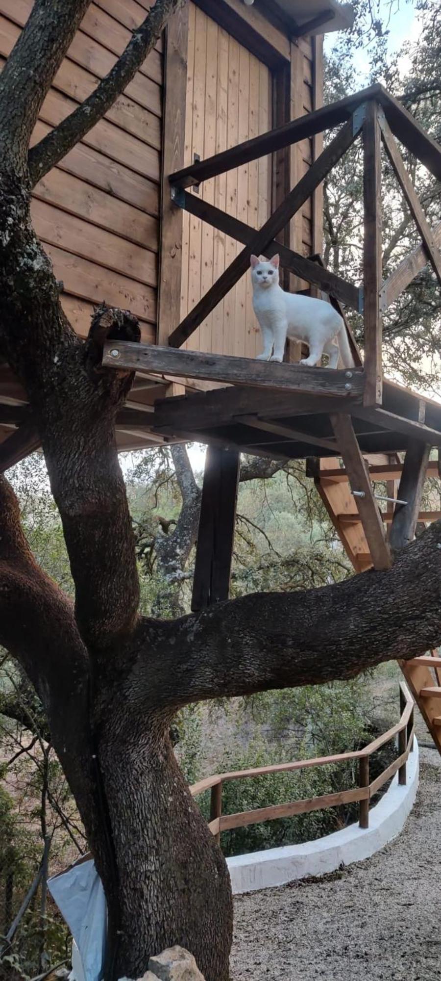 Cabana Del Arbol Lavagarural Villanueva del Rosario المظهر الخارجي الصورة